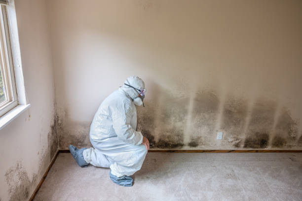 Best Biohazard Mold Removal  in Cedarville, OH